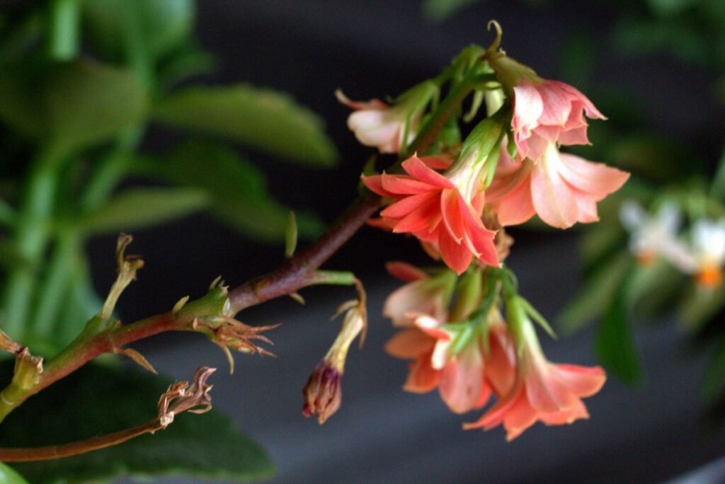 Панацея – правда чи міф? Повний гід 2026 року про значення, історію та сучасність панацея